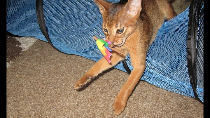 Watch the video about Abyssinian Kitten Larry plays fetch like a dog