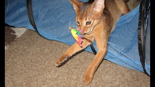 Abyssinian Kitten Larry plays fetch like a dog by LitterNose 2,784 views 4 years ago 2 minutes, 28 seconds