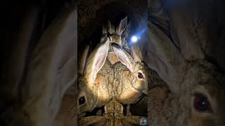 POV: The Black-Tailed Rabbit’s Burrow Holds a Terrifying Secret#shorts#shortsvideo#viral#shortsviral