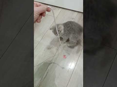 Baby Cat #dance #halaybasi #folk #folklore #düğün #cat #cats