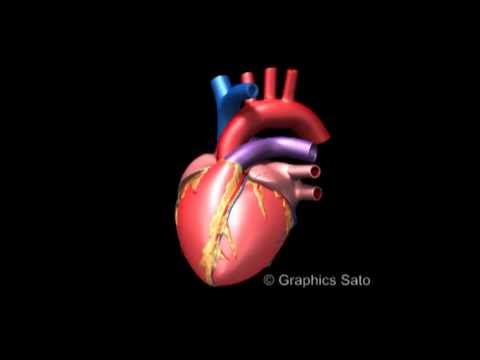 Heart View 心臓 360度ビュー の3d Cg アニメ Youtube