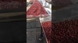 cherry coffee processing in China