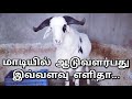 How to setup Sheep Shed in terrace | வீட்டு மாடியில் ஆட்டுக்கொட்டகை அமைப்பது எப்படி