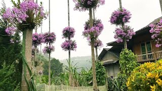 Hoa Lan Ghép Trên Cây Cau, Ngắm Hoa Đẹp Ngỡ Ngàng Phong Lan Rừng