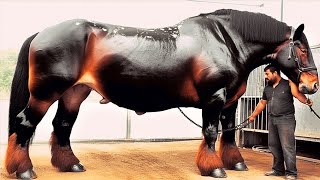 10 Cavalos Que Nascem Apenas Uma Vez a Cada Mil Anos