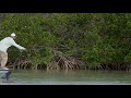 Scientific Anglers Amplitude Smooth Bonefish Saltwater Fly Line