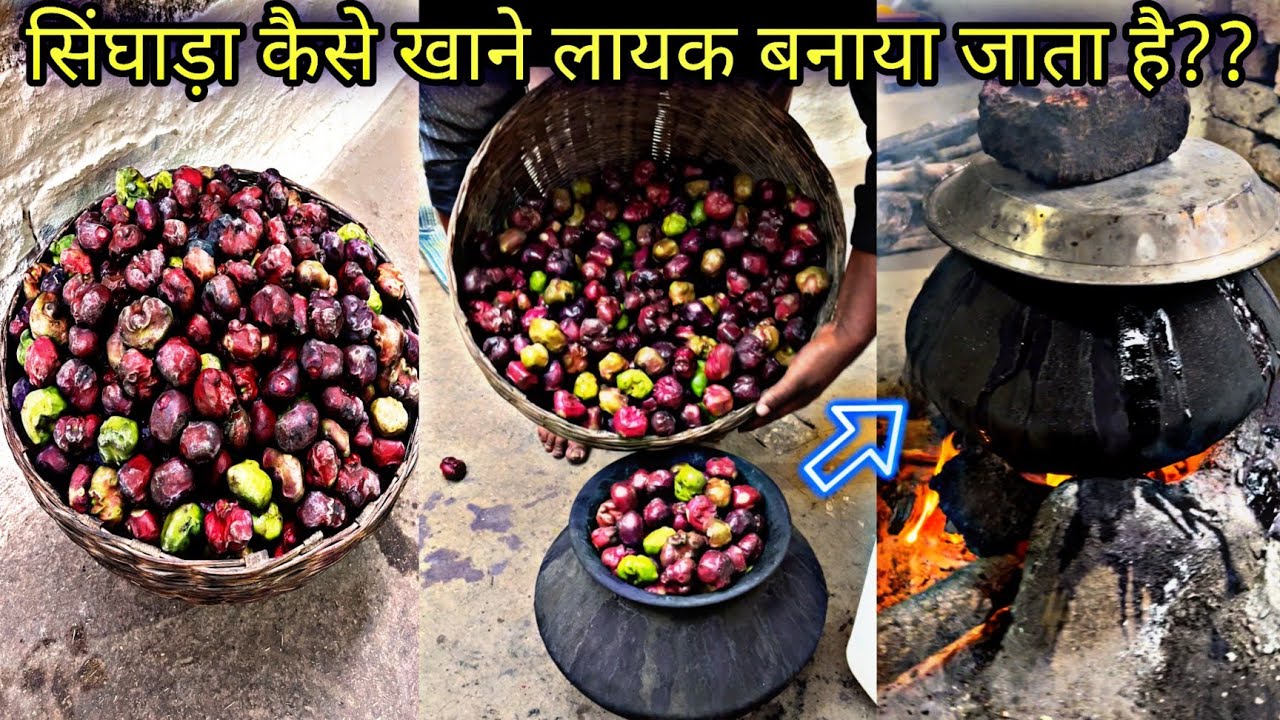 सिंघाड़े कैसे खाने लायक़ बनाए जाते है ?? | How Water Chestnuts Are Made | Sanghara Recipe