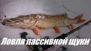картинка: Ловля пассивной щуки поздней осенью