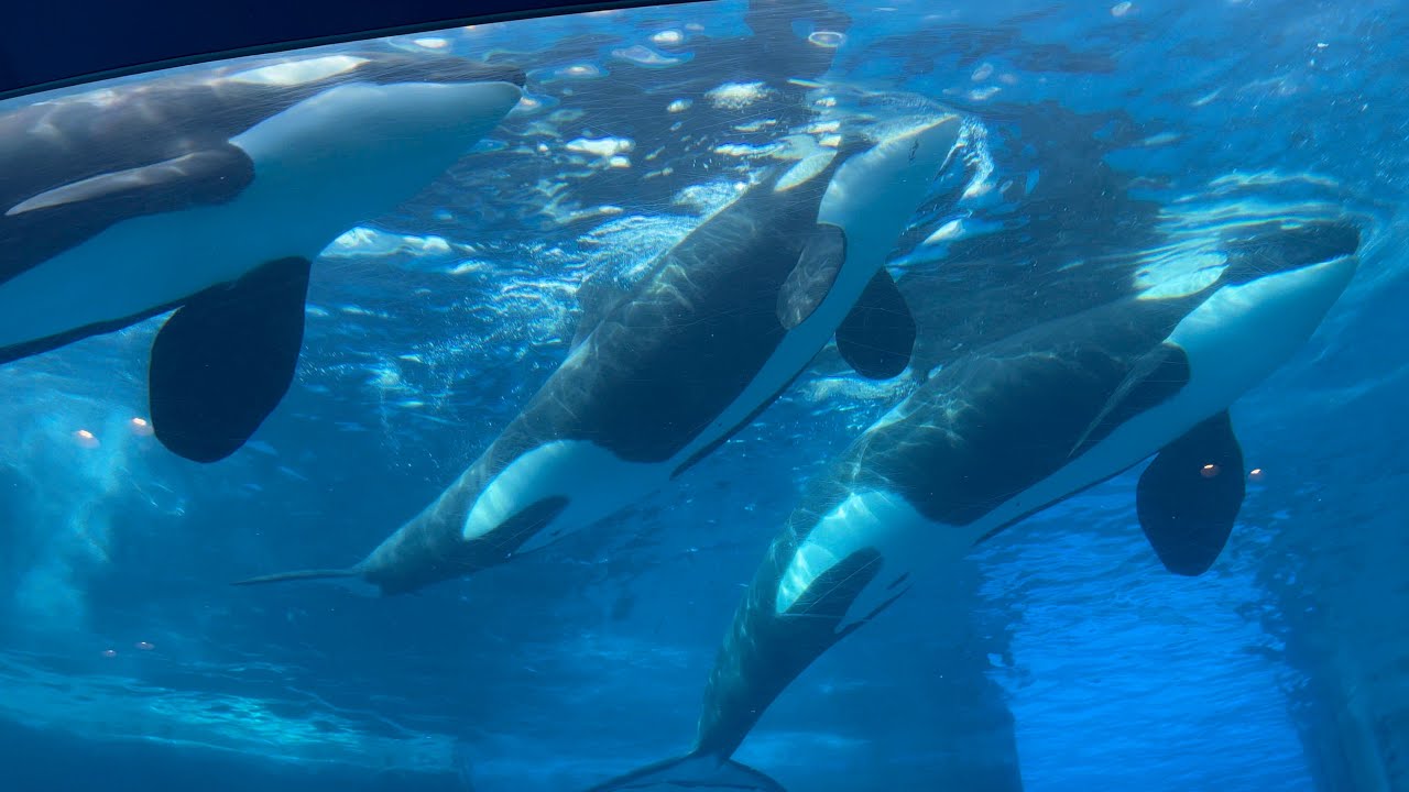 激レア　シャチデザイン３Ｄうちわ3点セット　オスカー　ステラ　リン　名古屋水族館 レア 名古屋港水族館限定 シャチ アース リン 3Dうちわ レア 名古屋港