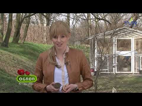 Wideo: Strefa 9 Cebulki kwitnące: popularne cebule, które rosną w strefie 9