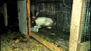 Kawin Kelinci, suara yang khas