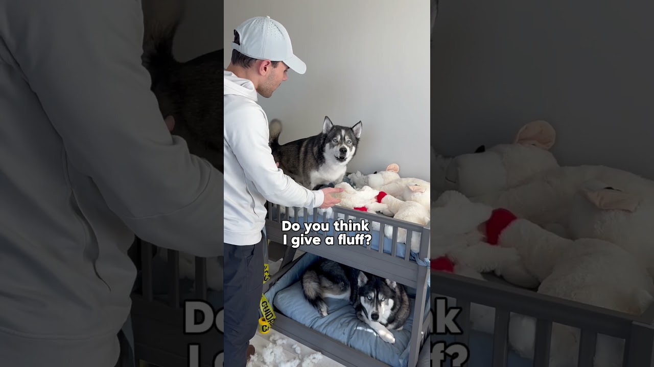 My dogs need a lawyer! 