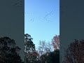 Flocks of pelicans flying over town