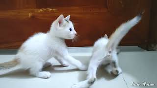 Little kittens desperately want to go out!! NITIN NUTUN by Nitin Nutun 306 views 2 years ago 4 minutes, 57 seconds