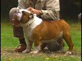 English Bulldog - AKC dog breed series