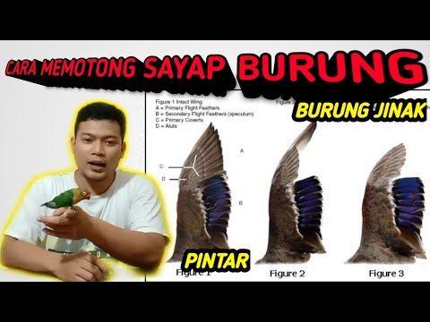 Video: Panduan Kliping Sayap untuk Pemilik Burung