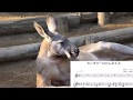 カンガルーはかんがえる 作詞 くらたここのみ、作曲 山本典子、歌 武藤利佳、ピアノ 上野あゆみ 童謡、歌声、楽譜、歌詞、伴奏