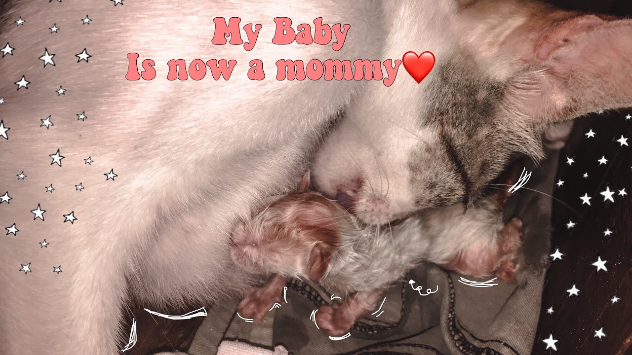 My Cat Gives Birth For The First Time😍 YouTube