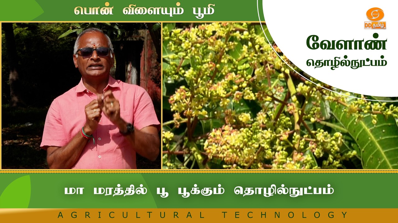 மா மரத்தில் பூ பூக்கும் தொழில்நுட்பம் | Agriculture Technology