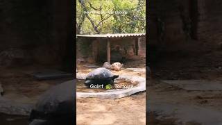 Al debra Giant Tortoise🐢 #viral #viralvideo #viralshort #shortsviral #nature #tortoise #eyecatchy