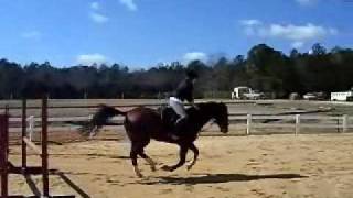Horse Jumping 2'9
