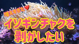 増えすぎたイソギンチャクを剥がします　蝶のひろば　ライフ通信4月号 [タマイタダキイソギンチャク]