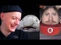Domtendo ist in dichten Nebel gehüllt! - Dummer Bokblin Reaction
