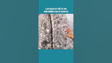 HD Review Phần 3 Làm Sạch Cơ Thể Cá Voi Khỏi Những Con Hà Đáng Sợ #shorts