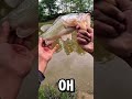 “This Bass Came Out of NOWHERE!!”#bassfishing #bankfishing #fishing #bassfishinglife #bassangler