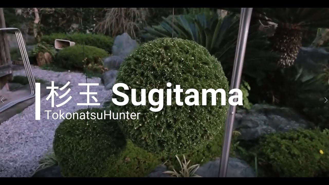 縁起物】杉玉をつくりました♪【新酒】 - YouTube