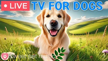 🔴24 Hours of Dog TV🎵🐶Soothing Sleep Music for Dogs🐾🩷Relaxing Dog Music for Separation Stress Relief