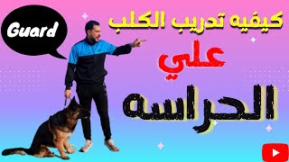 كيفيه تدريب الكلب علي الحراسه / امر guard مع كابتن شريف شحاته