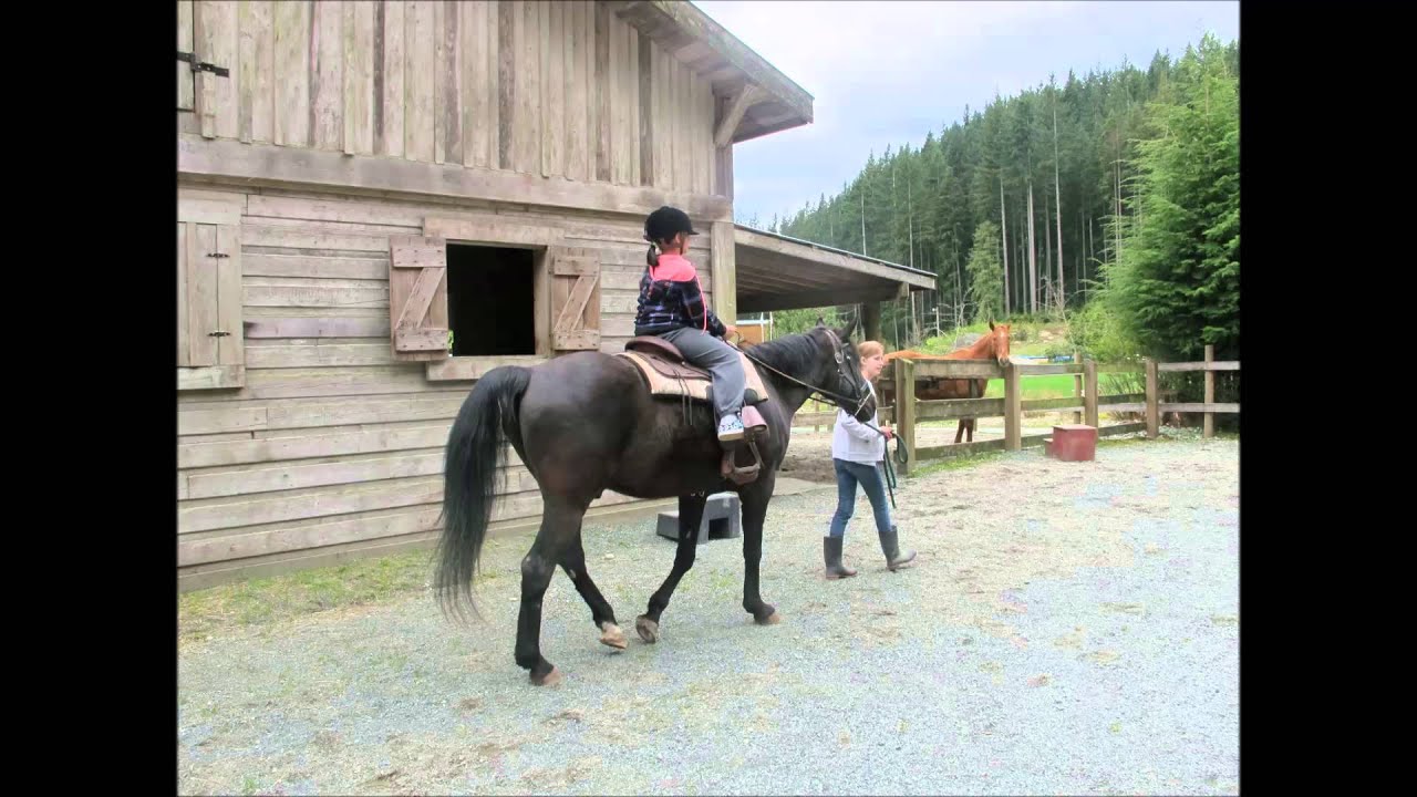 Horse Walks On Muddy Gravel Track YouTube