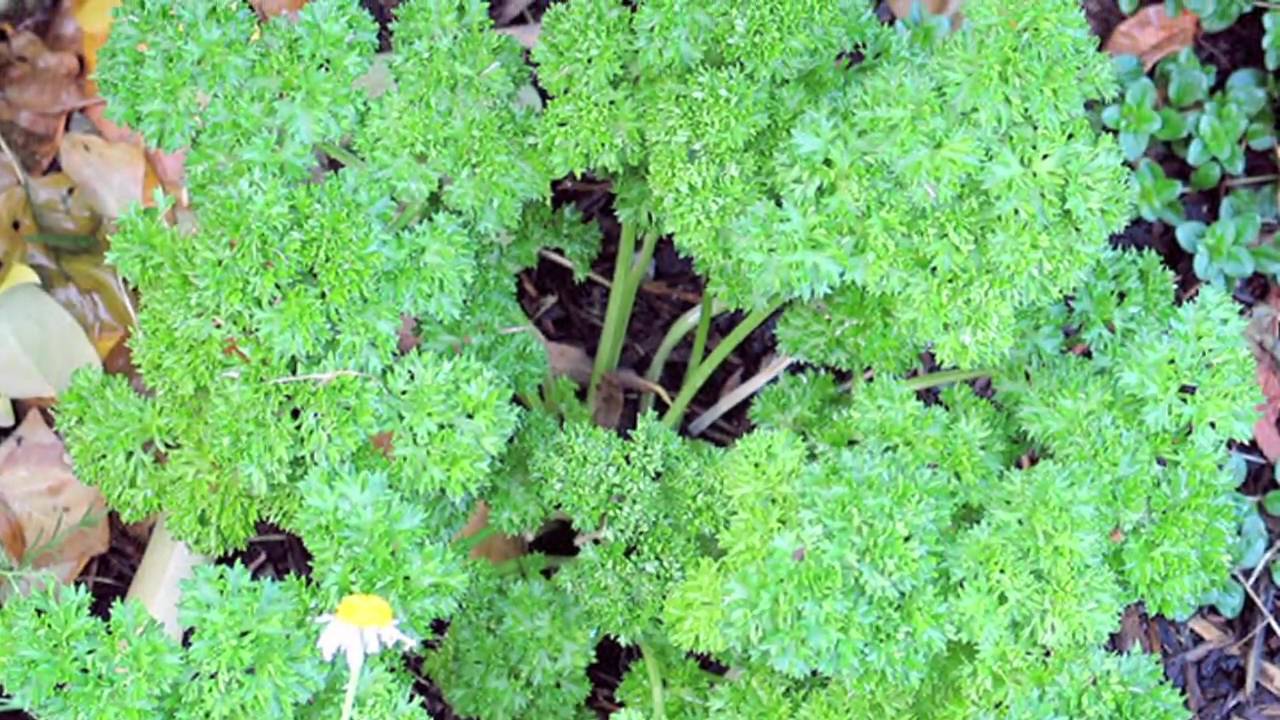 Food Storage Tips : How to Store Fresh Parsley - YouTube