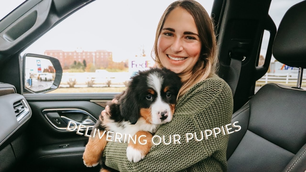 Hand delivering our Bernese Puppies!