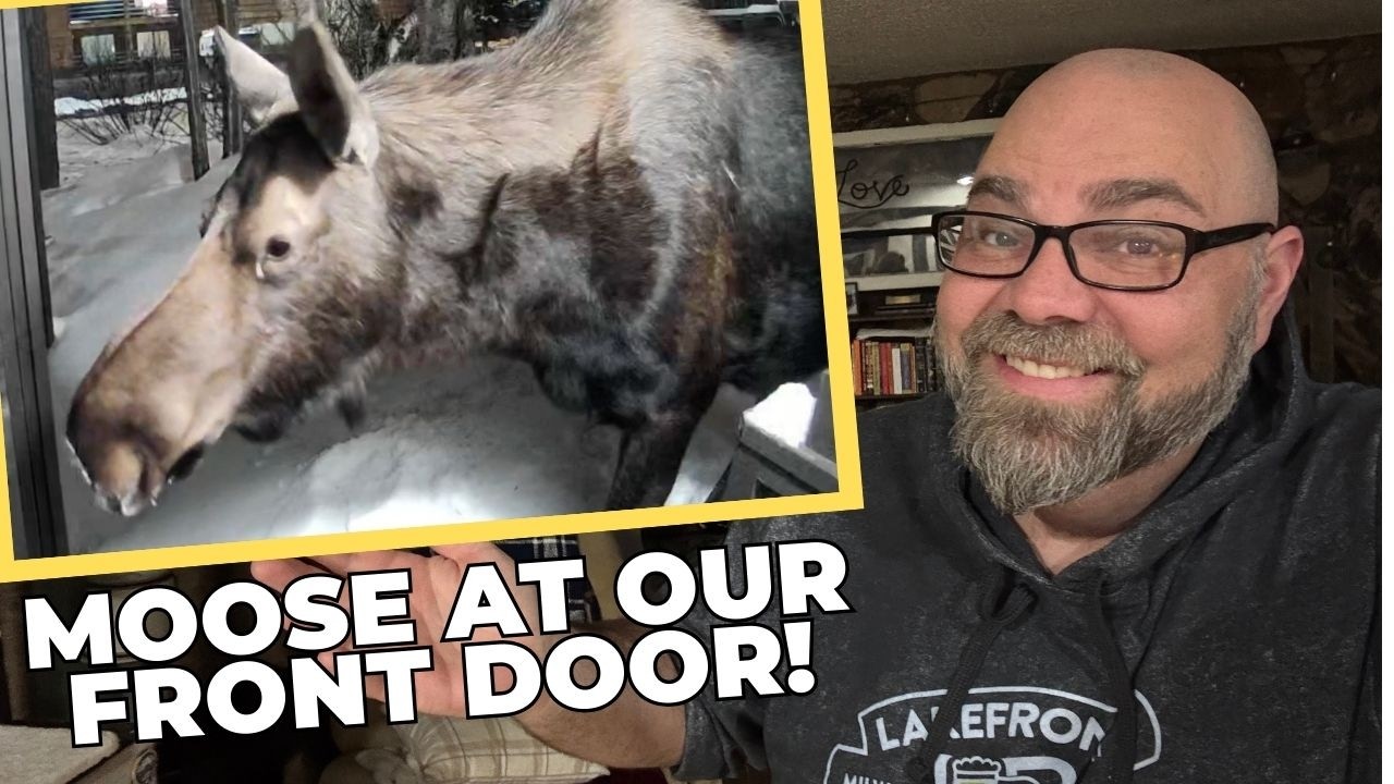 Лось у нашего порога?! Неповторимый гость Аляски!