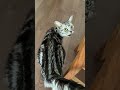 うにゃーって喋りながら歩く猫のクレアさん #猫 #アメショー #ショート