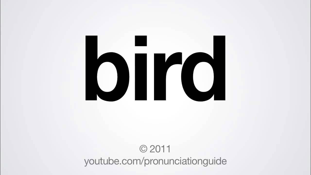 How to Pronounce Bird YouTube
