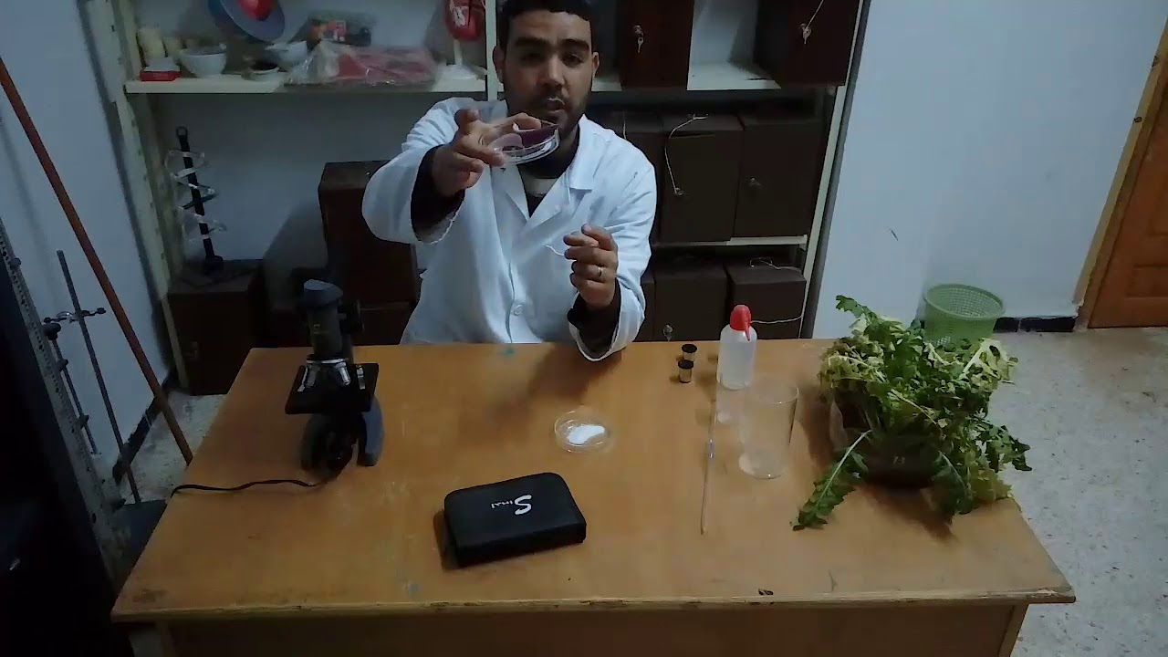 دراسة الخلية بالمجهر الضوئي (ملاحظة خلايا البشرة الخارجية لحرشفة البصل)