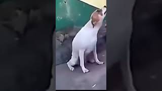 Brazilian Dog Be Like