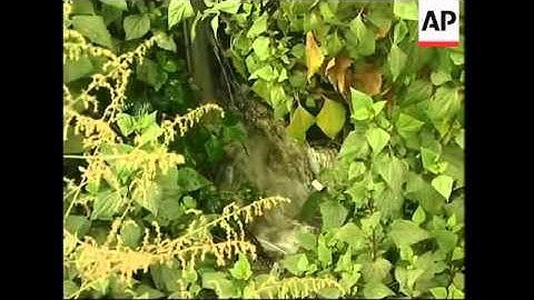 FEATURE Changing Face of China, AP focus on environmentalist protecting one of China