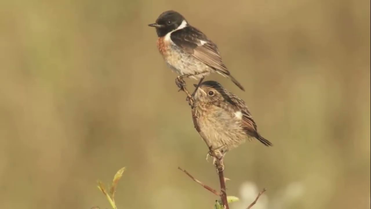 Melodious Virtuosos and Skilled Insect Catchers: Discover World Muscicapidae, Old World Flycatchers