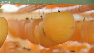 秋本番　富山・南砺市で特産「あんぽ柿」作りが最盛期(2026年10月25日)