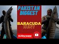 Pakistans biggest barracuda hunt