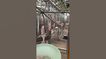 Revolutionizing Poultry Processing with Automatic Feet Unloading 1