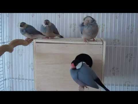 Sleepy Java finch family