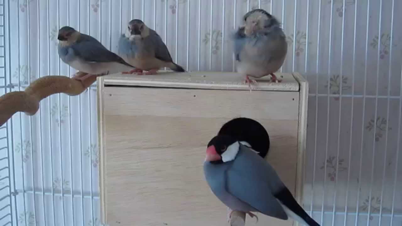 Sleepy Java finch family - YouTube