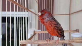 Canário belga cobre fenômeno cantando com potência confira/Nyanyian kenari tembaga Belgia.