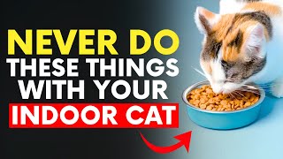 10 Things Cat Owners Should NEVER Do With Their Indoor Cats
