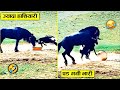 गलत दुश्मन से पंगा लेना बहुत भारी पड़ गया बकरे को 😂🤣ll when animal nimal messed with worng opponent